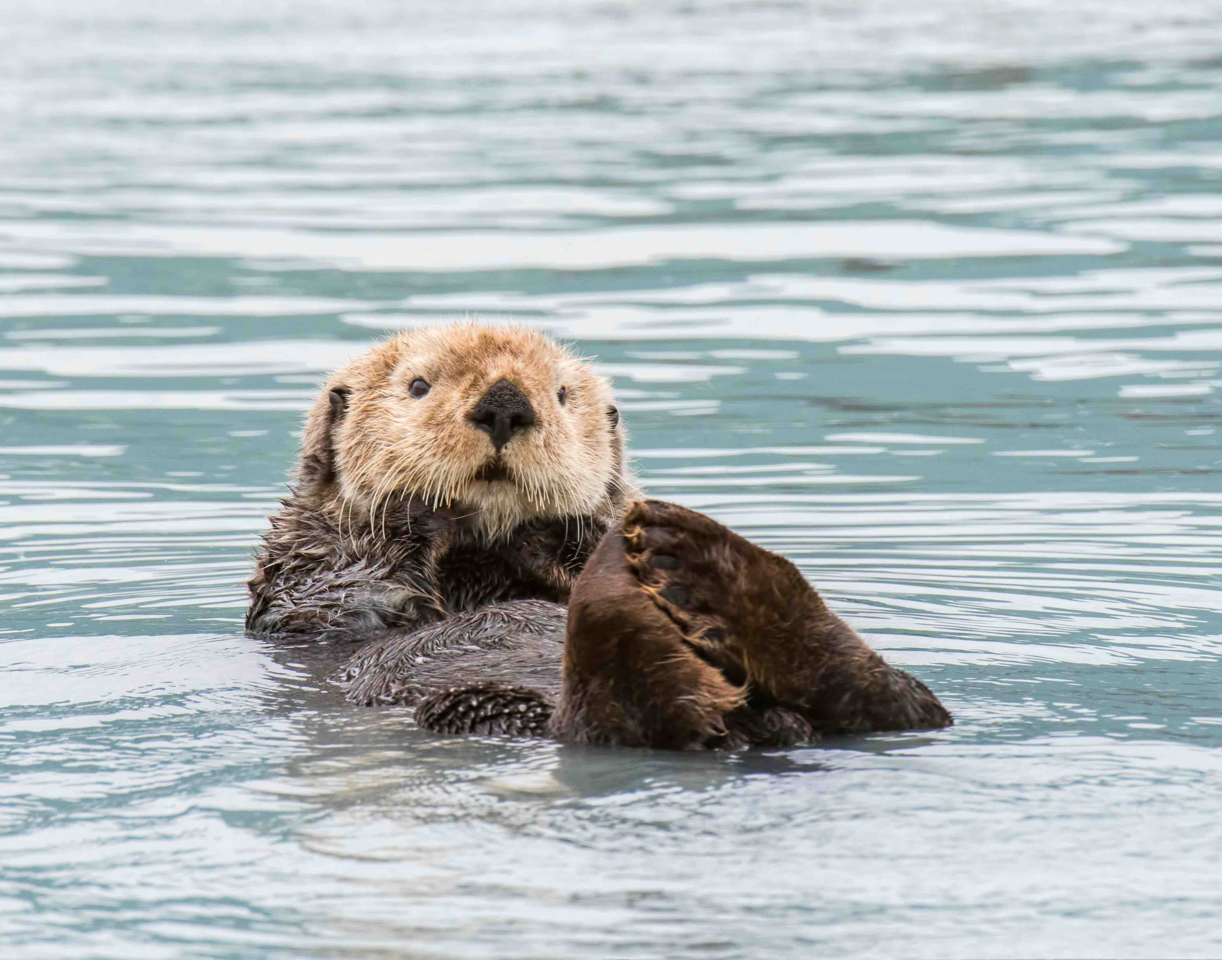 11 Sea Otter Facts For Kids Too Adorable To Miss - Facts.net