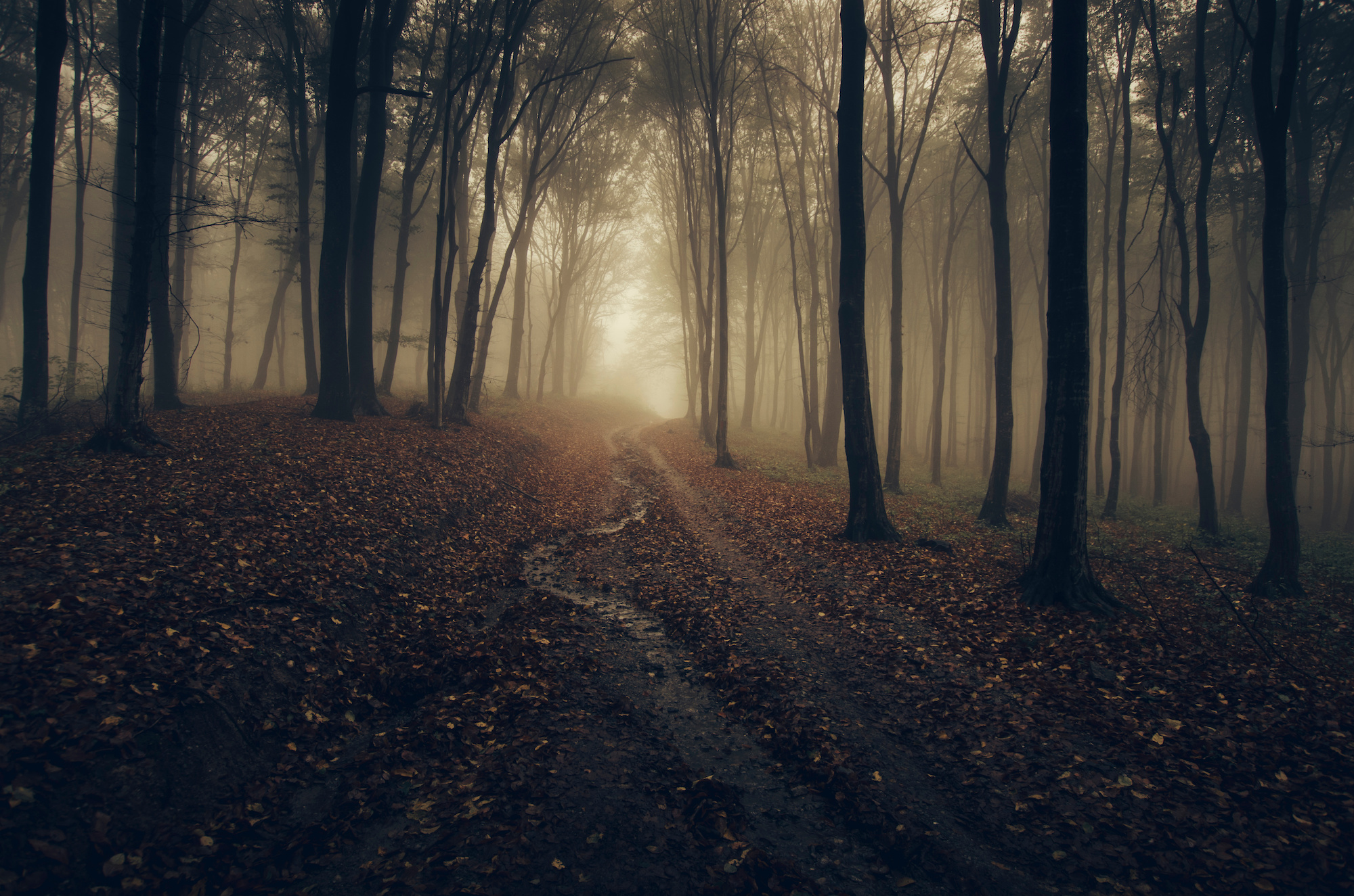 dark autumn forest road in golden sunset light