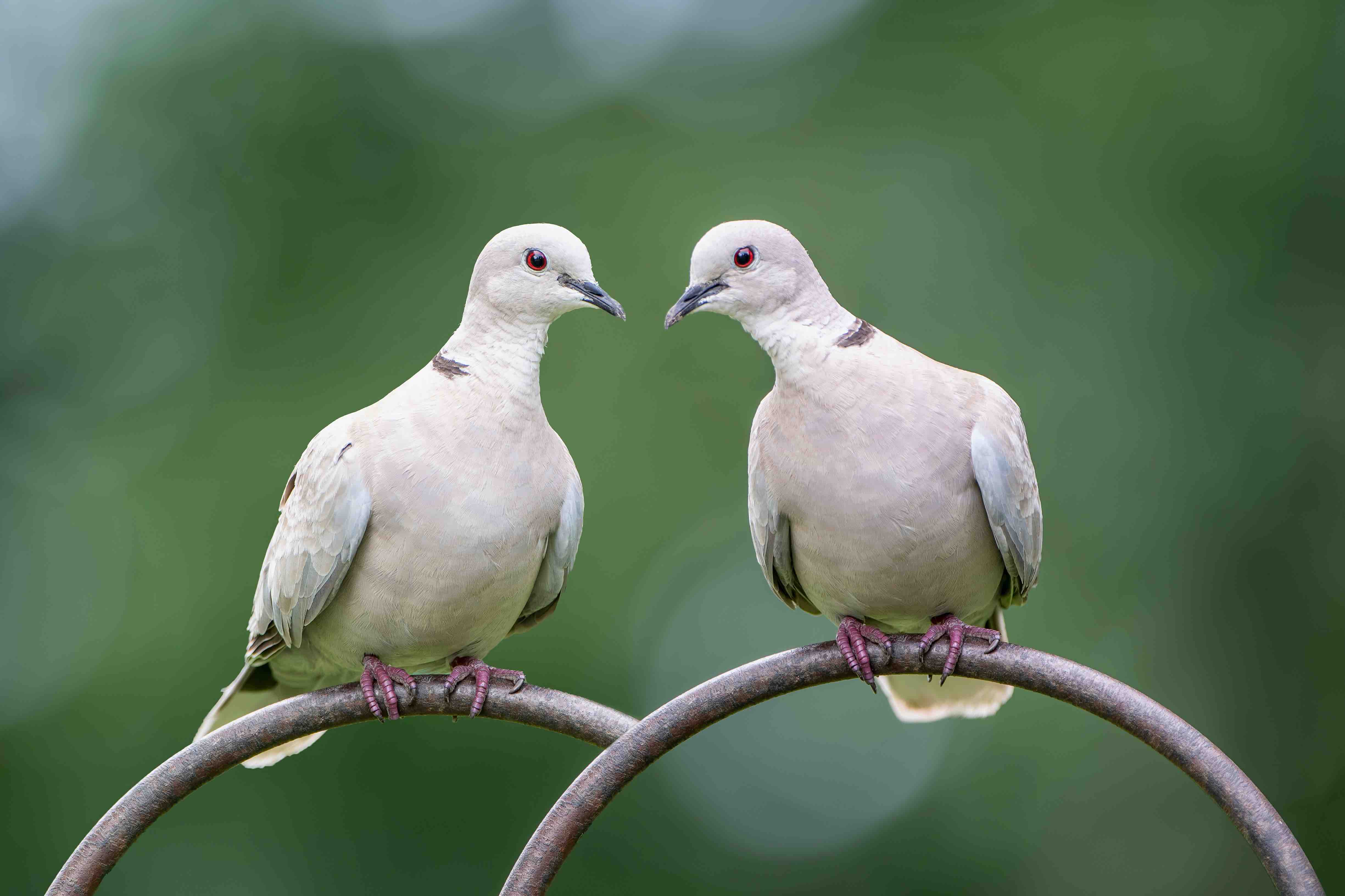 10 Facts About Doves The Most Symbolic Birds - Facts.net