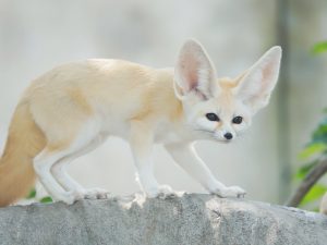 15 Fennec Fox Facts For Kids Explore the Enchanting World of Desert Royalty 