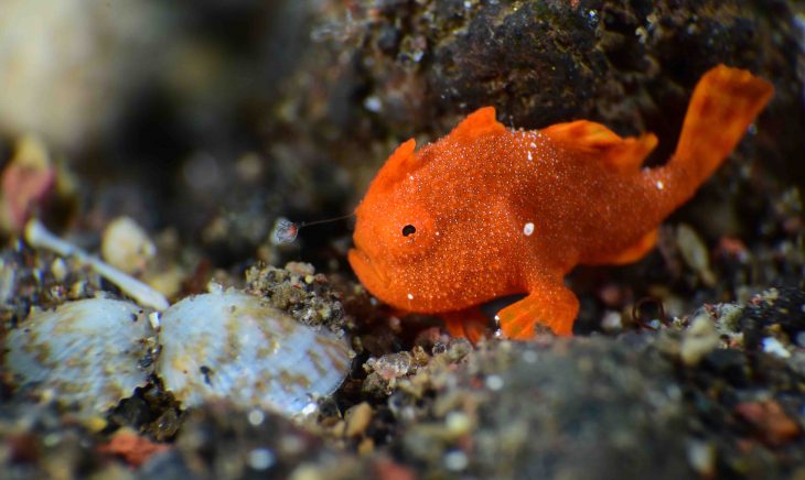 Underwater world - Painted Frogﬁsh -Antennarius pictus. Diving, super macro photography. Tulamben, Bali, Indonesia.