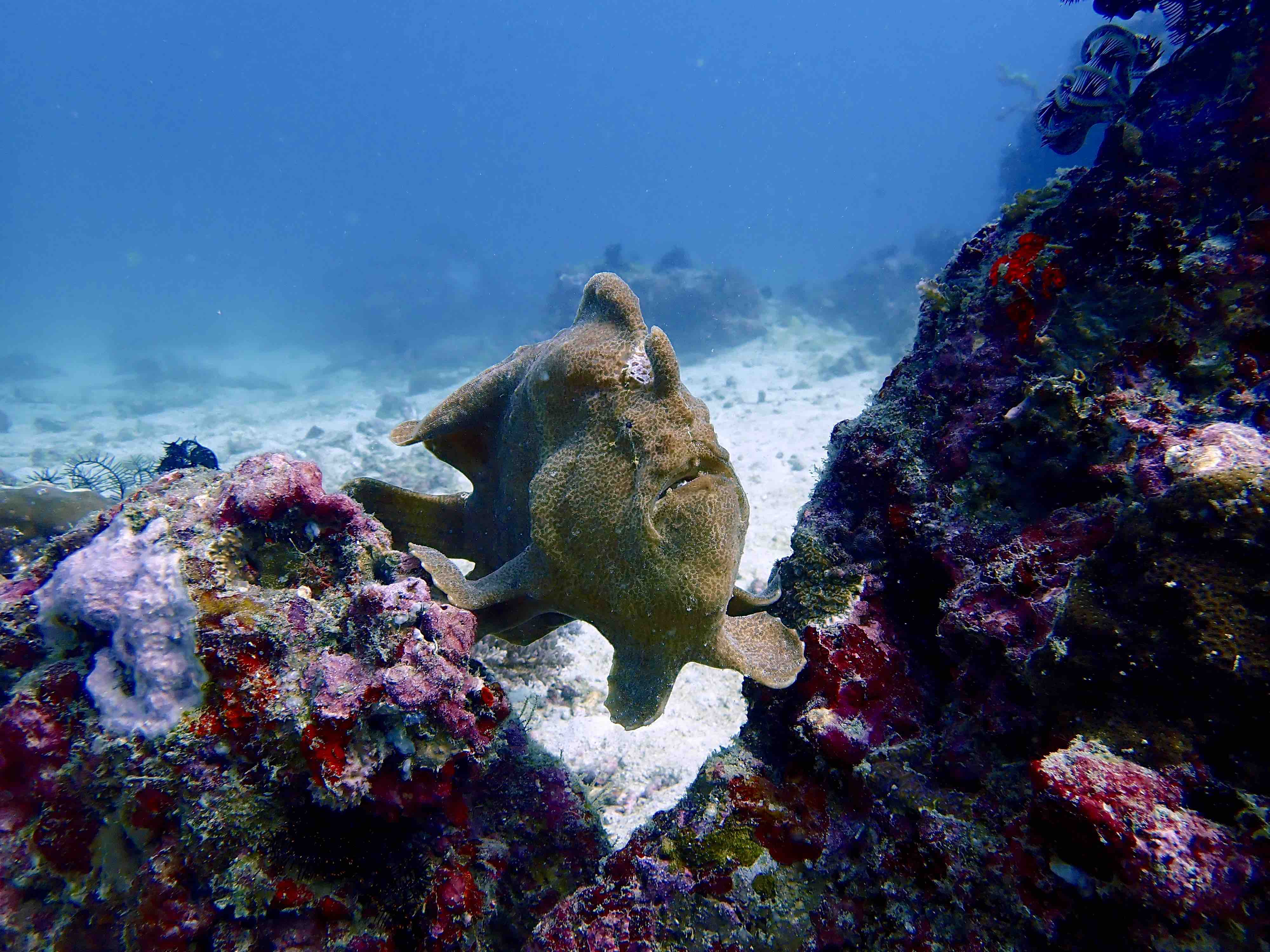 A frog fish sits on a coral in clear water. Philippines.