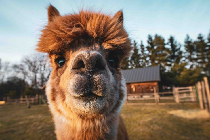 alpaca portrait photo