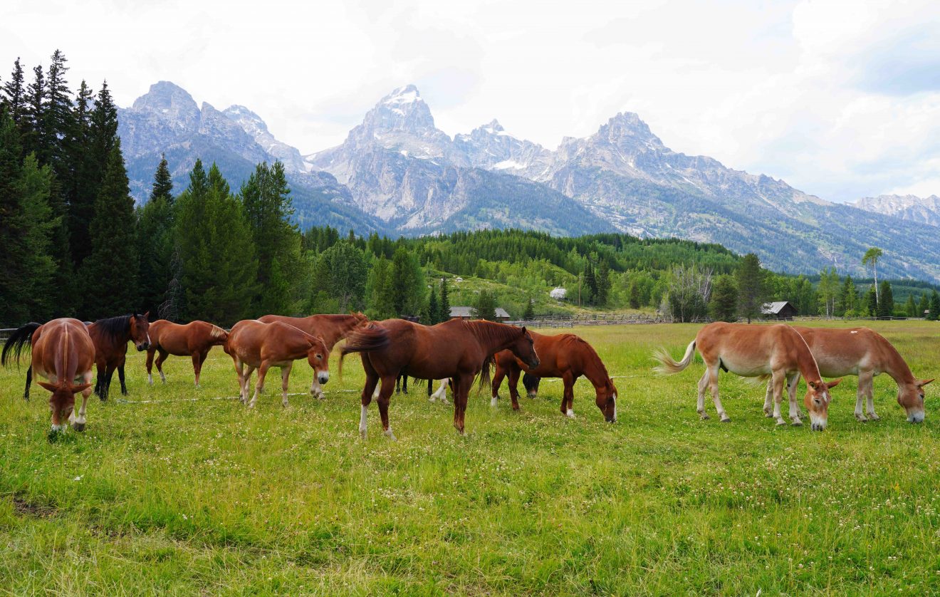 18 Fascinating Facts About Grand Teton National Park - Facts.net