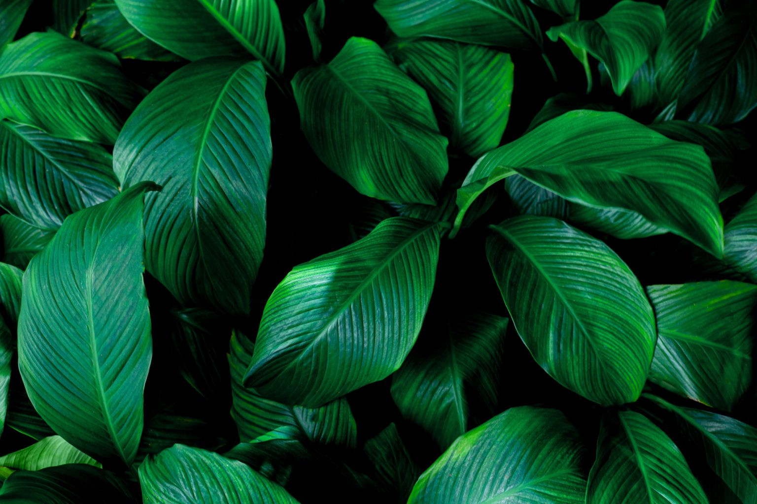 11-fascinating-facts-about-leaves-nature-s-green-marvels-facts