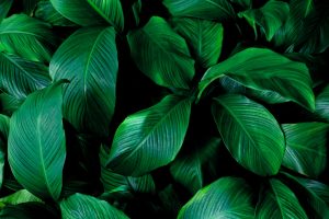 11 Fascinating Facts About Leaves Natures Green Marvels 