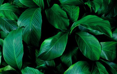 11 Fascinating Facts About Leaves Natures Green Marvels 