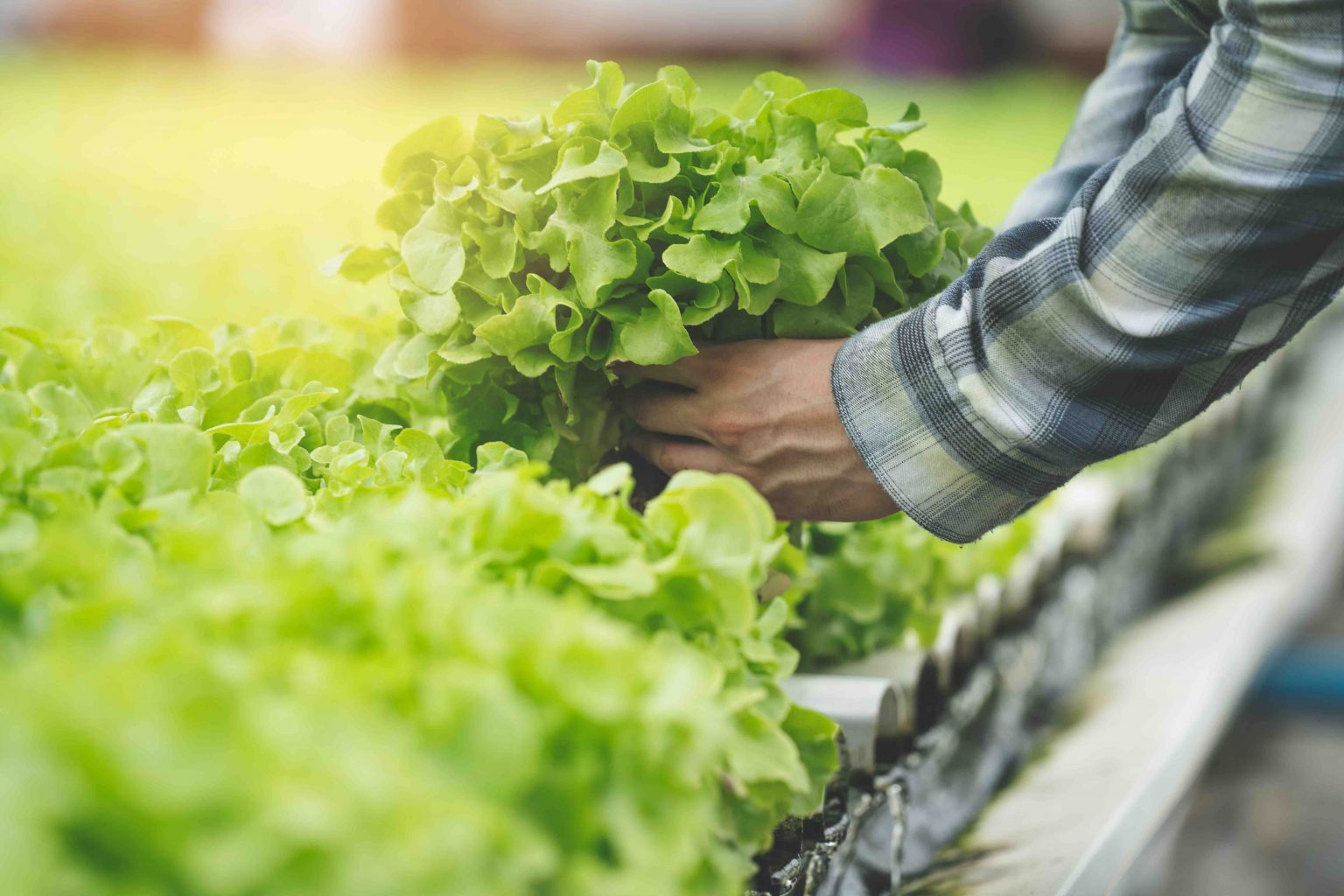 15 Facts About Lettuce The Leafy Green's Nutritional Wonders