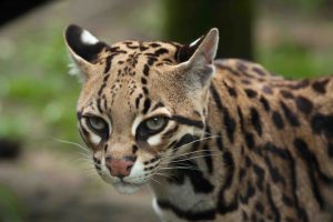 18 Fun Facts About Ocelets The Elusive Wild Cats 