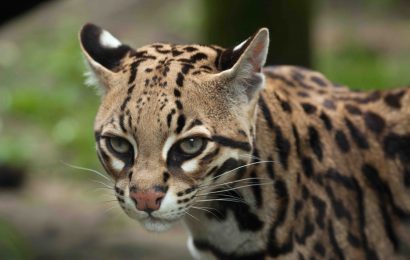 18 Fun Facts About Ocelets The Elusive Wild Cats 