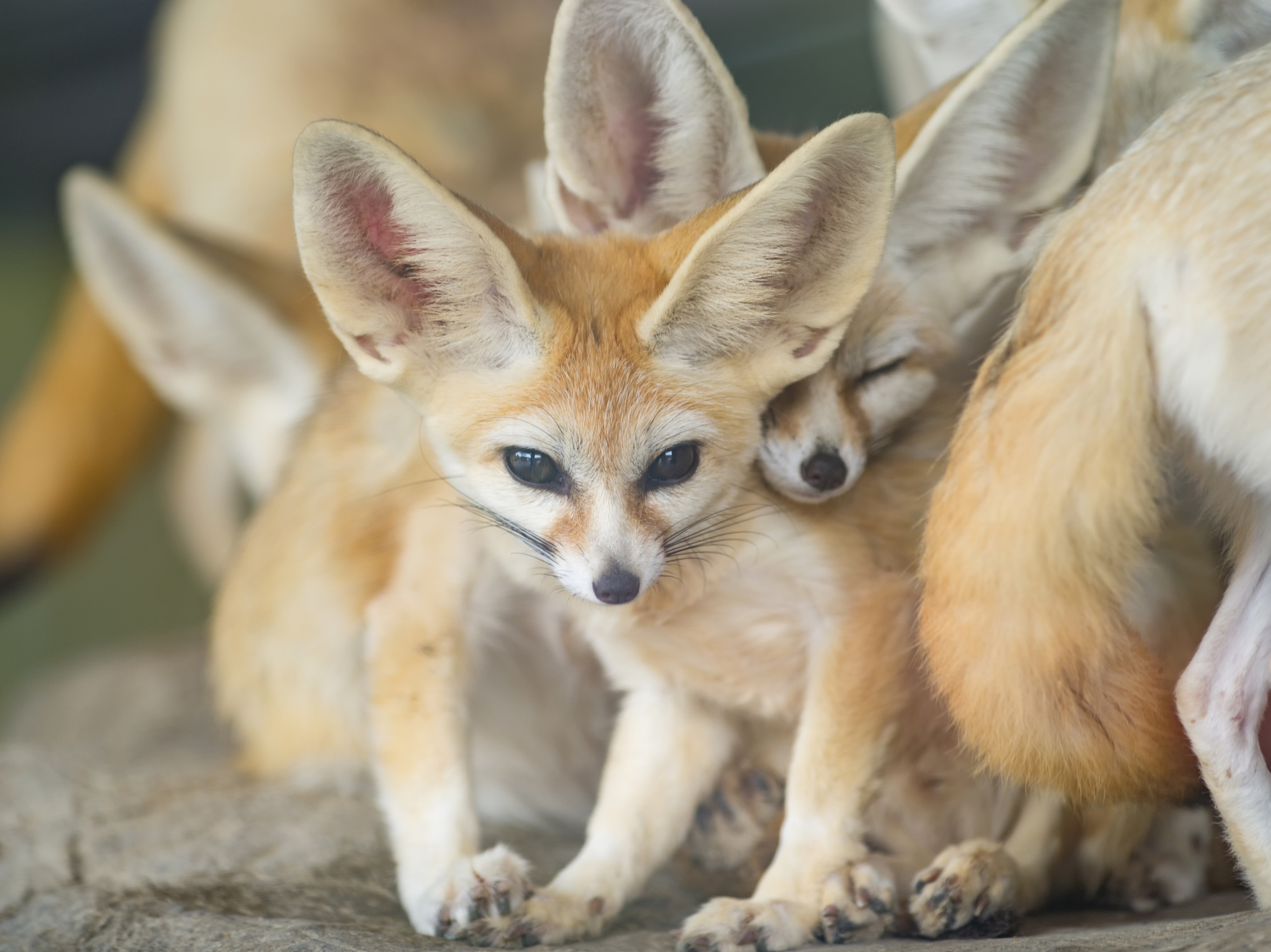 15 Fennec Fox Facts For Kids: Explore the Enchanting World of Desert