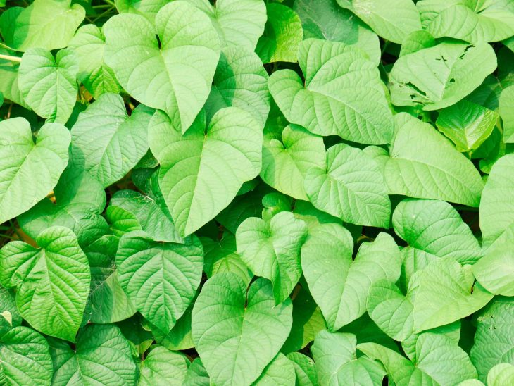 green leaf ivy