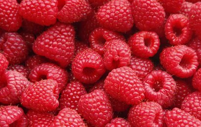 15 Raspberry Facts The Distant Cousin Of Roses 