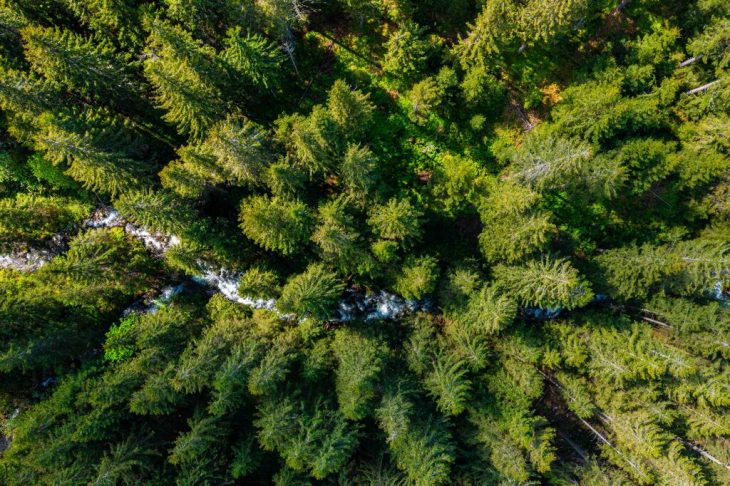 Aerial top view of summer green trees in forest in rural Finland. Drone photography