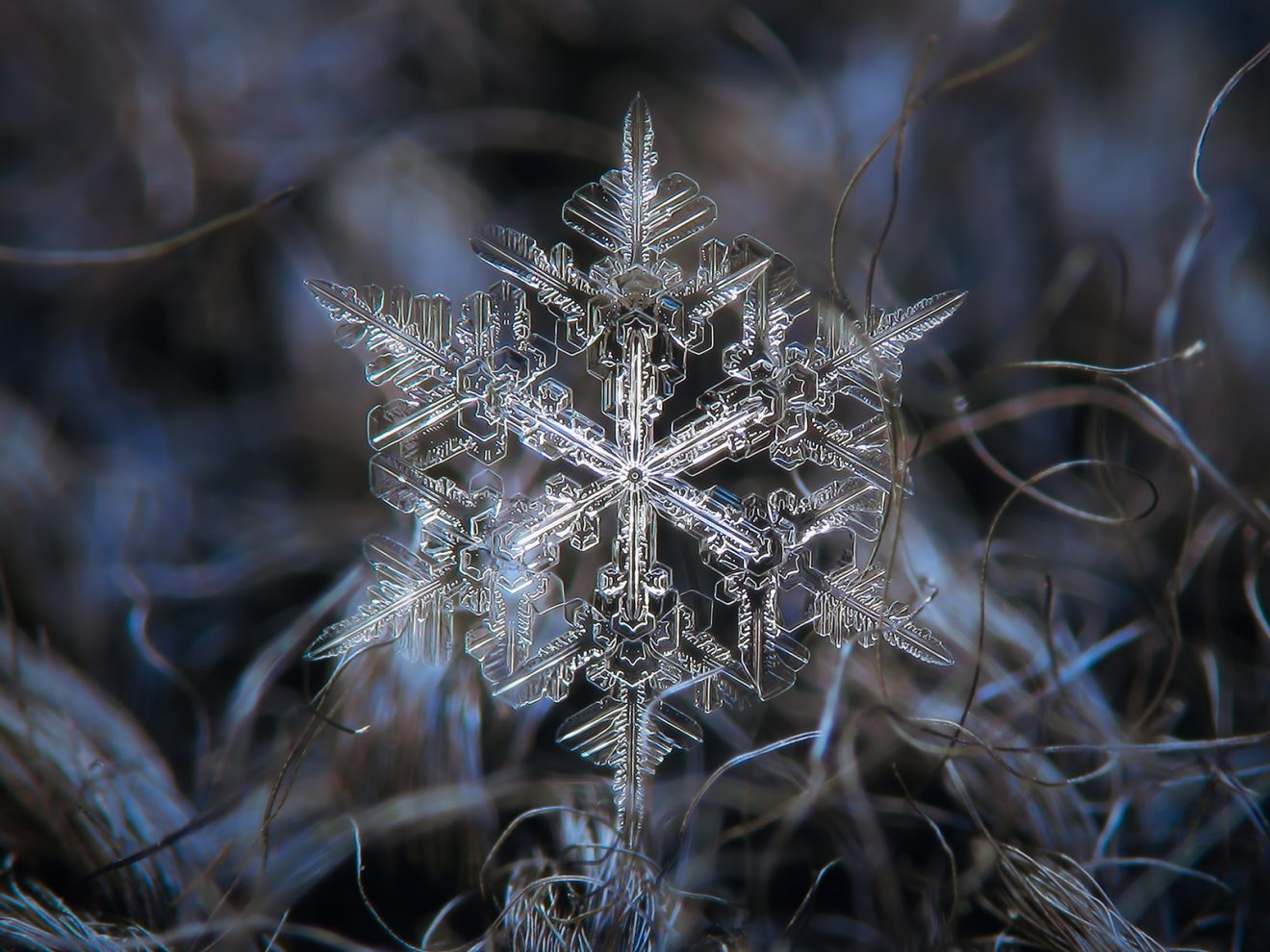 15 Cold Facts About Snowflakes - Facts.net