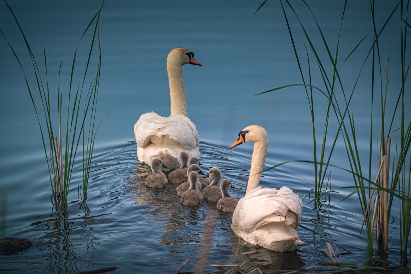 20 Swan Facts of These Majestic Water Birds