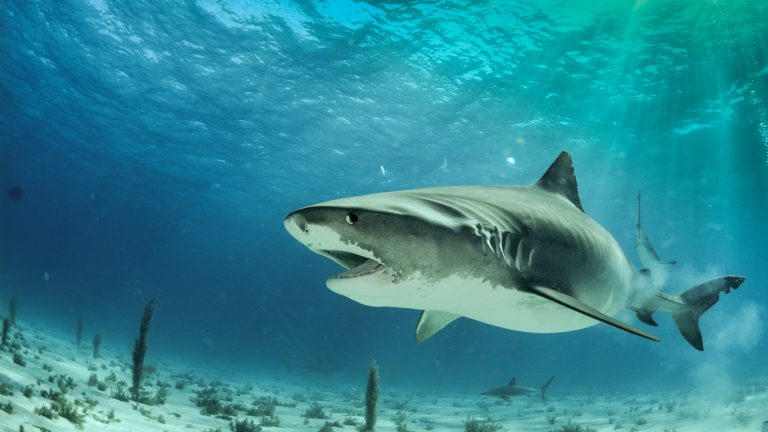 18 Facts About the Fierce Tiger Shark - Facts.net