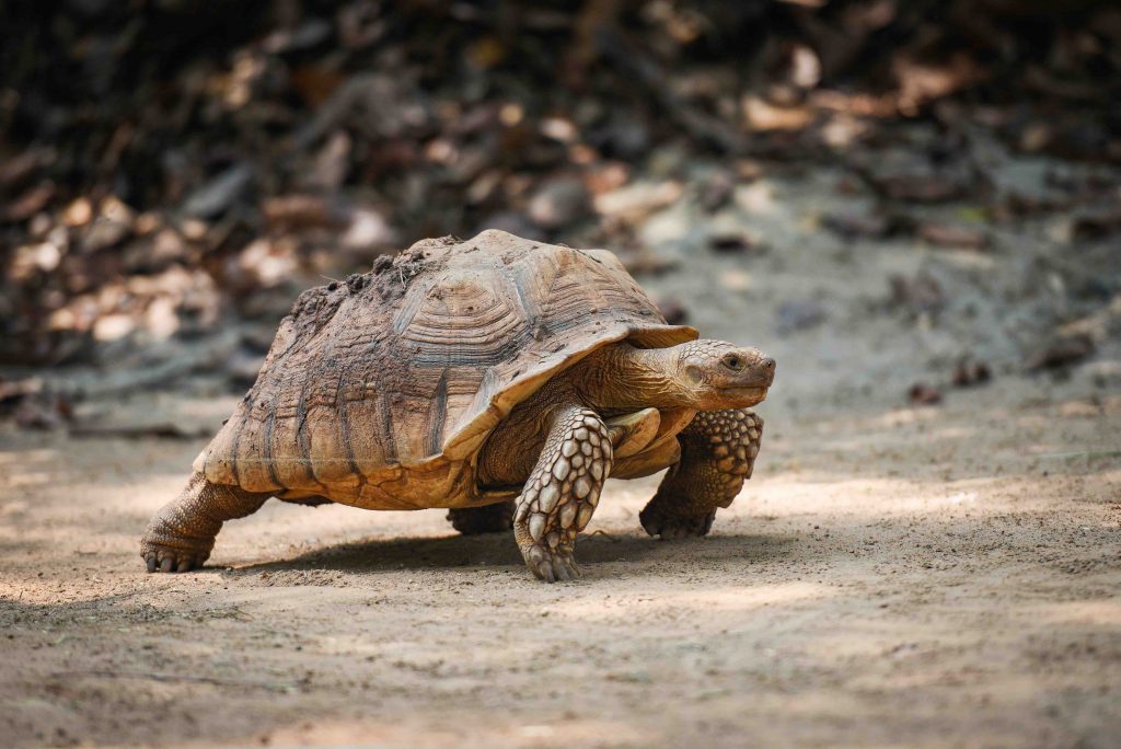 11 Facts About Tortoise: Why Do They Live For So Long - Facts.net