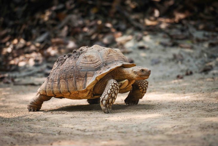 African spurred tortoise / Close up turtle walking - selective focus