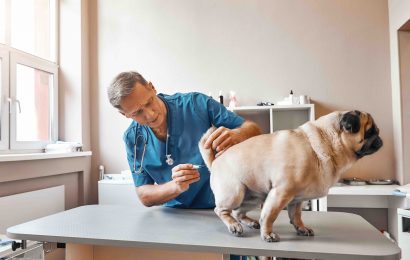 15 Interesting Facts About Veterinarians 