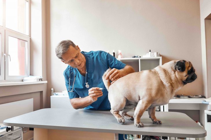 Male vet examining a pug dog
