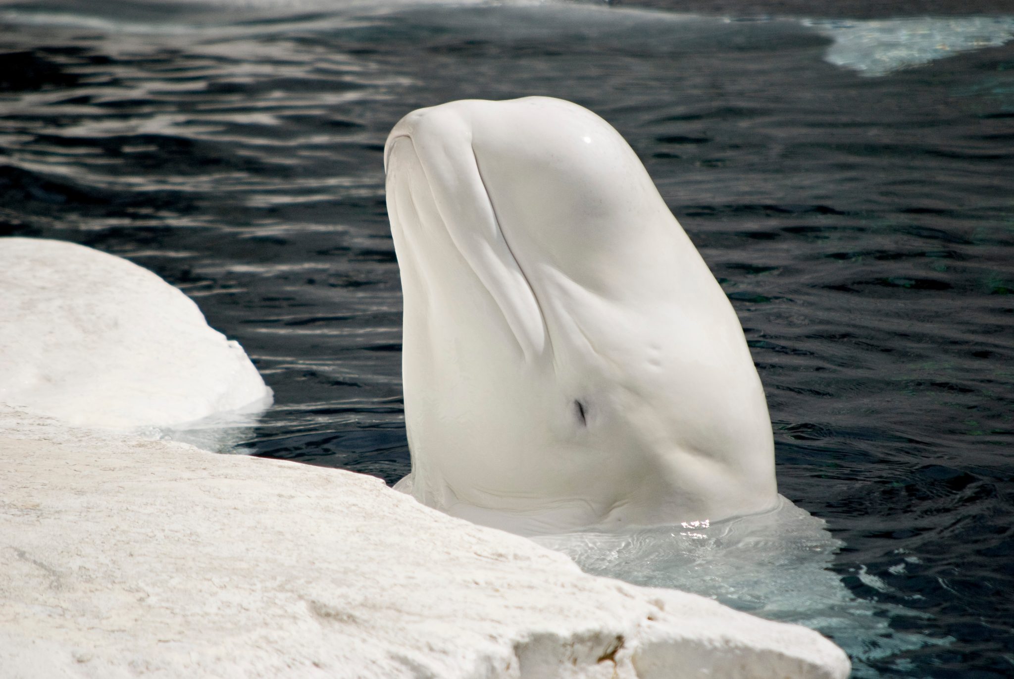 Fun Facts About Beluga Whales Too Cute To Miss Facts Net