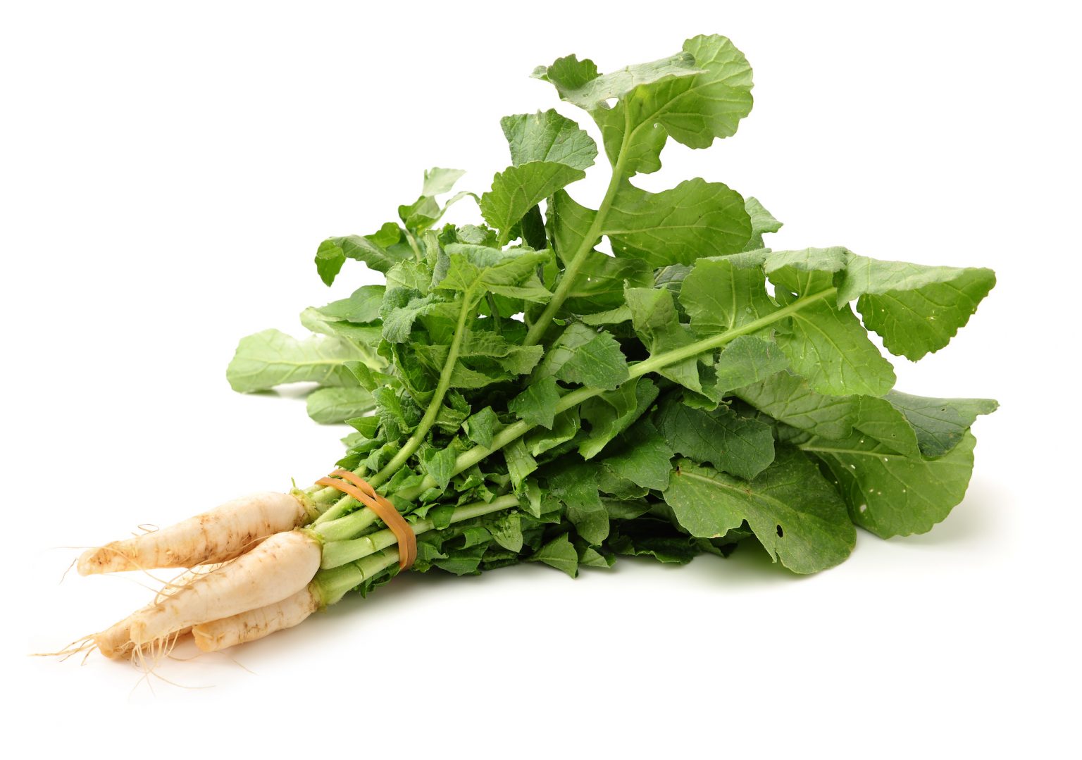 15 Radish Facts Exploring the Versatile Root Vegetable