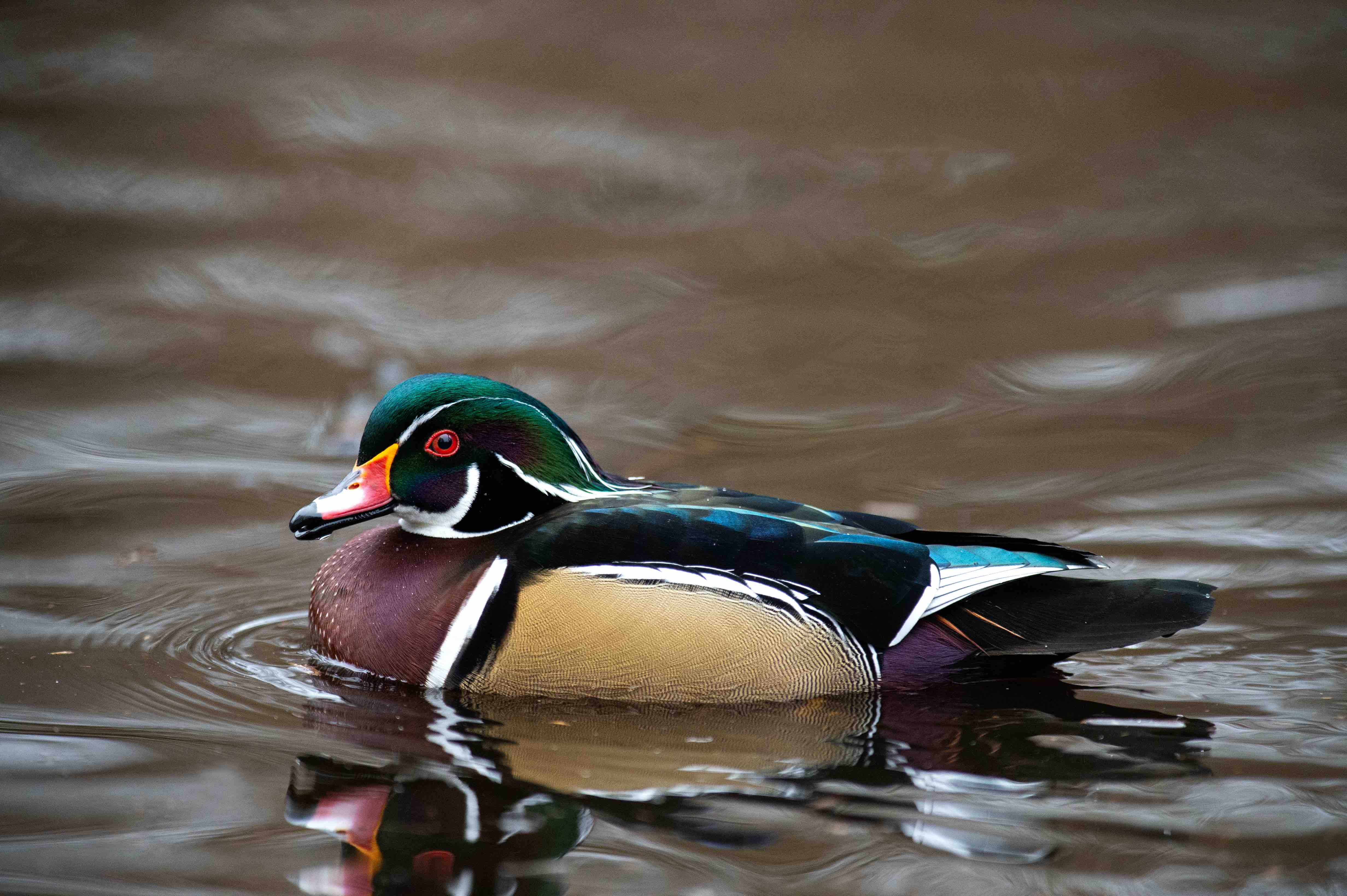 Five fast facts about ornate wood ducks