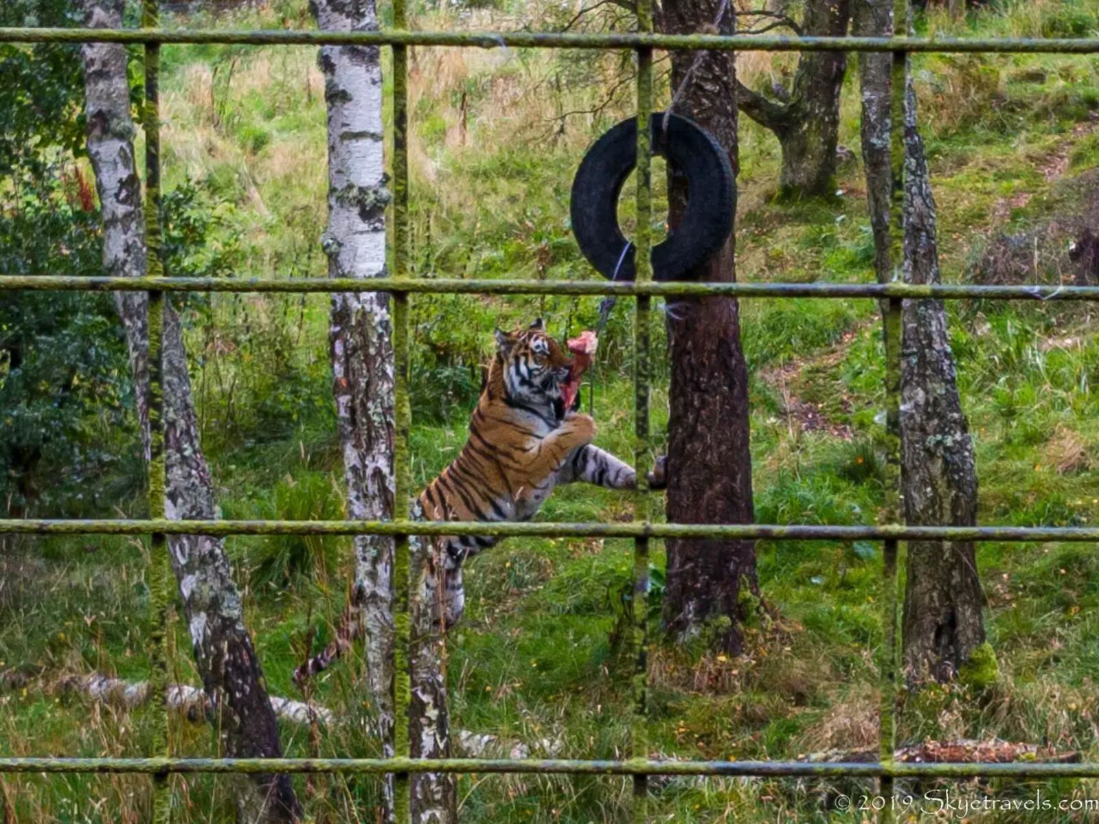 10-facts-about-highland-wildlife-park-special-events