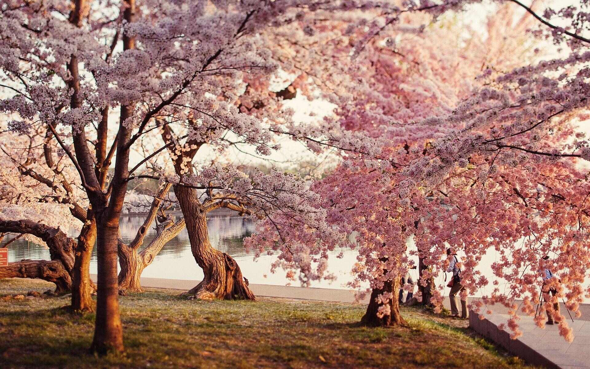11-facts-about-cherry-blossom-festival