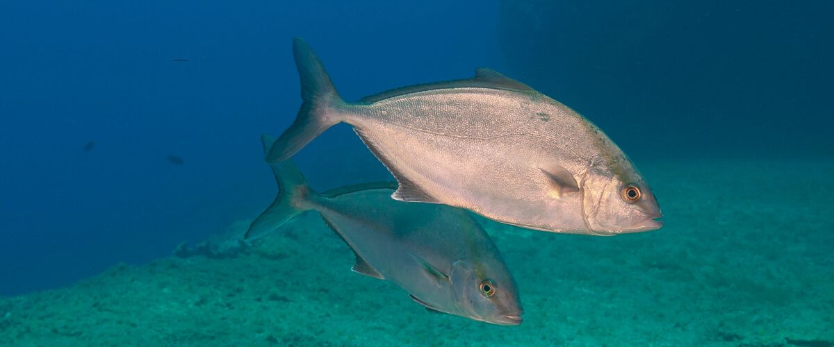 12-facts-about-amberjack