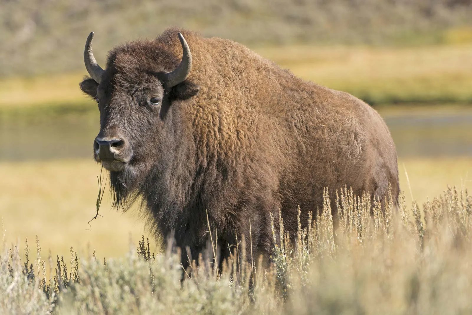12-facts-about-bison