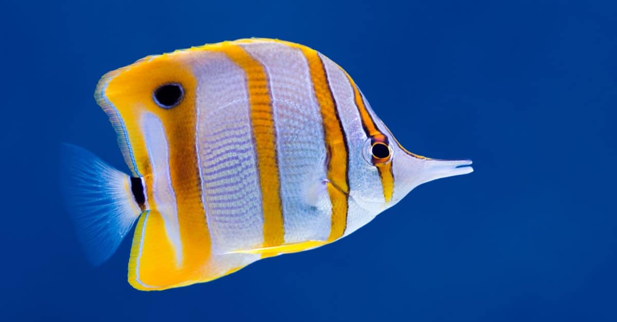 12-facts-about-butterflyfish