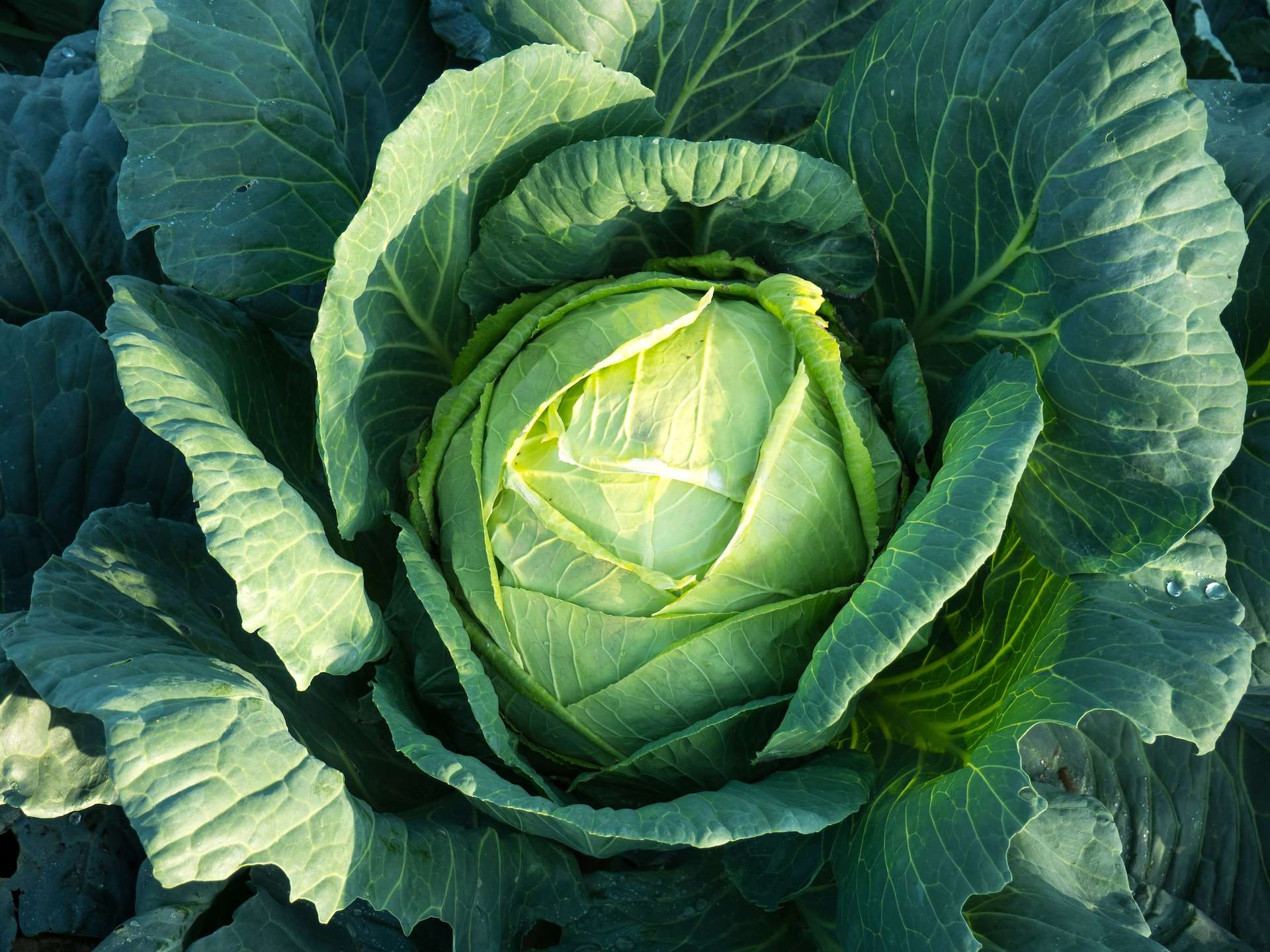 12-facts-about-cabbage