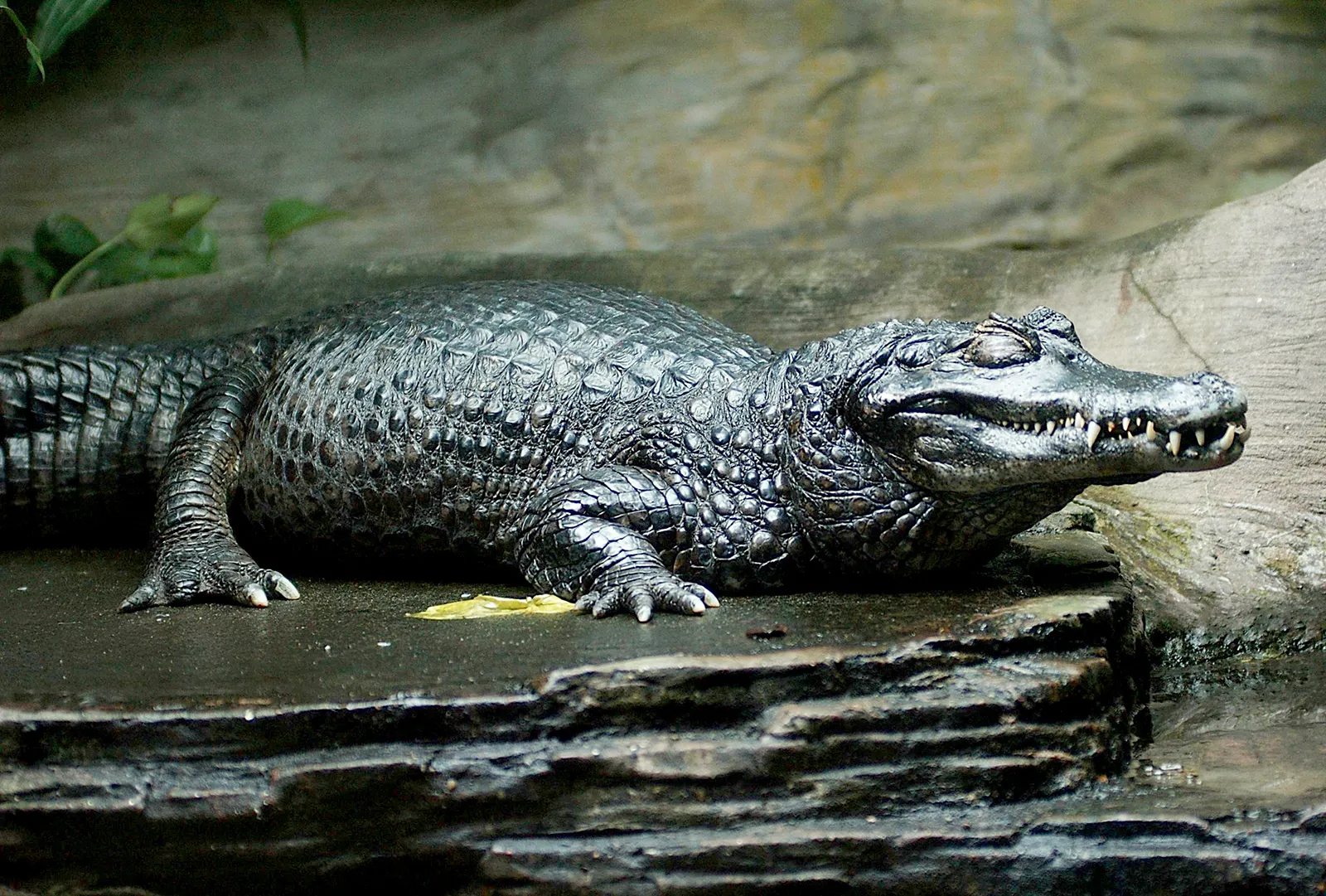 12-facts-about-caiman