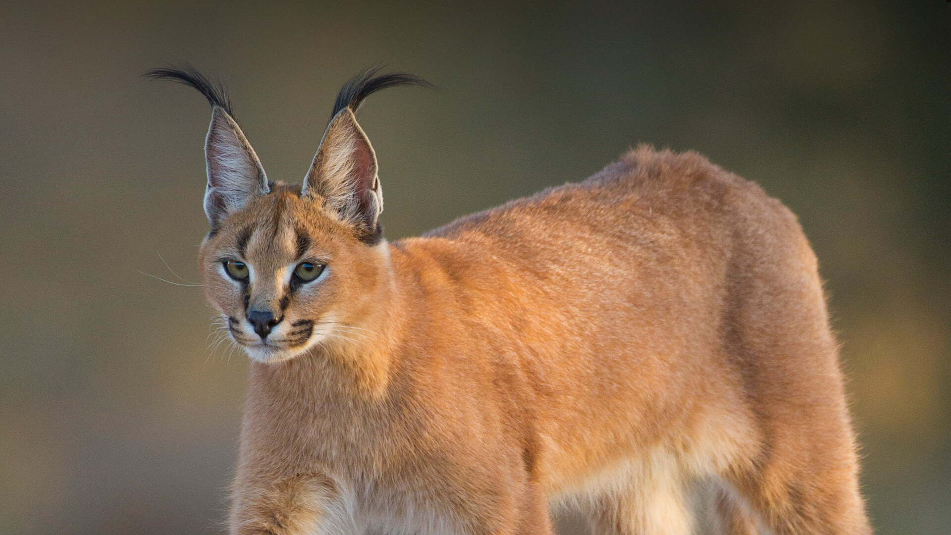 12-facts-about-caracal