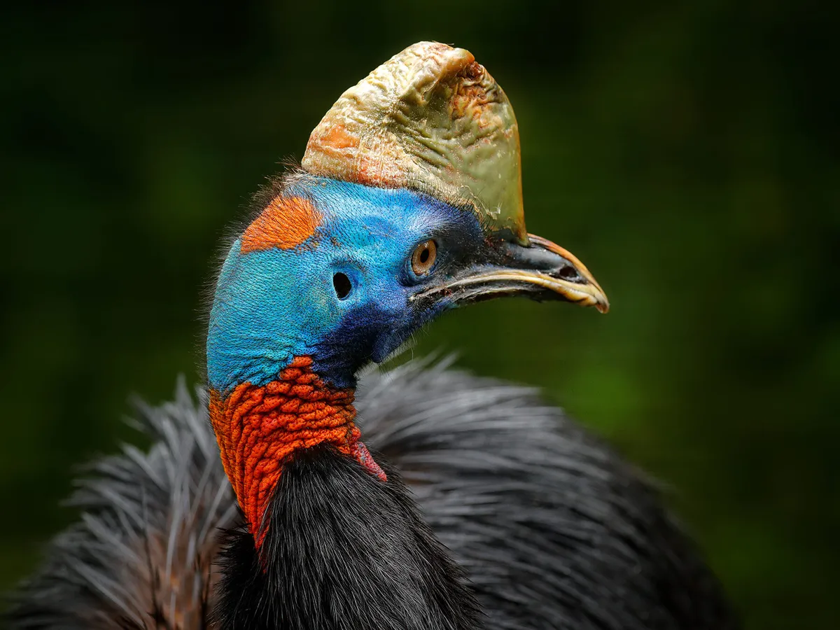 12-facts-about-cassowary
