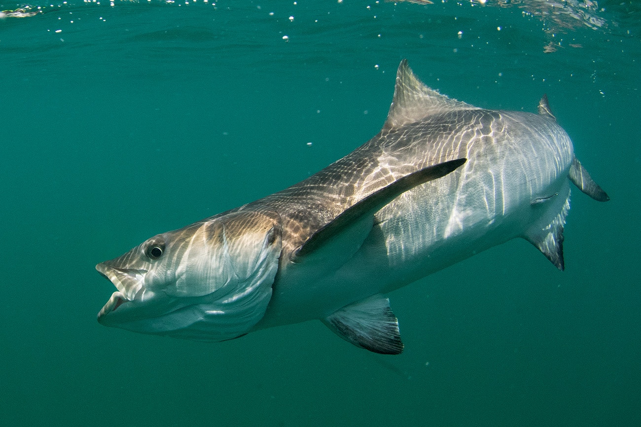 12-facts-about-cobia