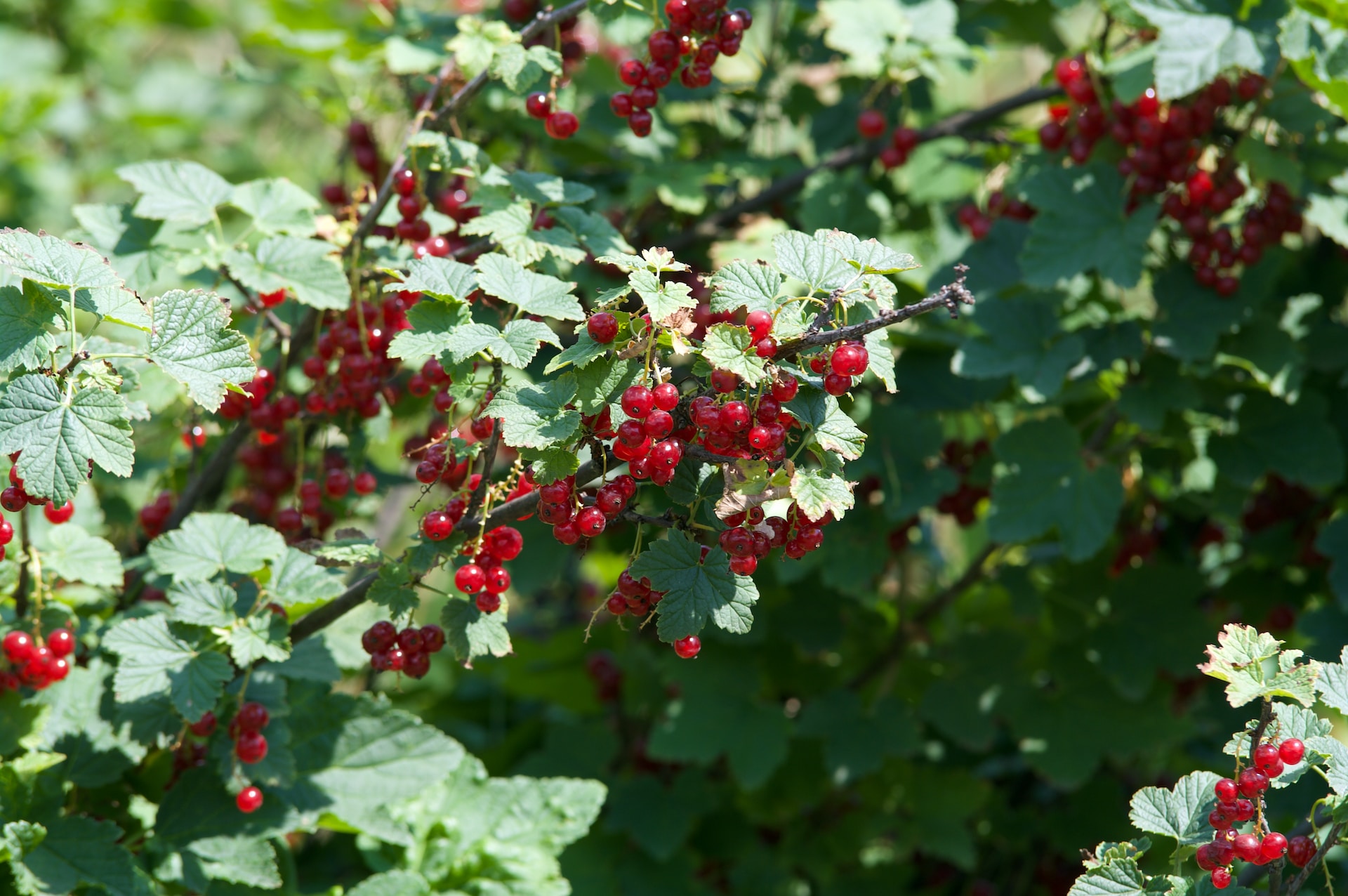 12-facts-about-currants