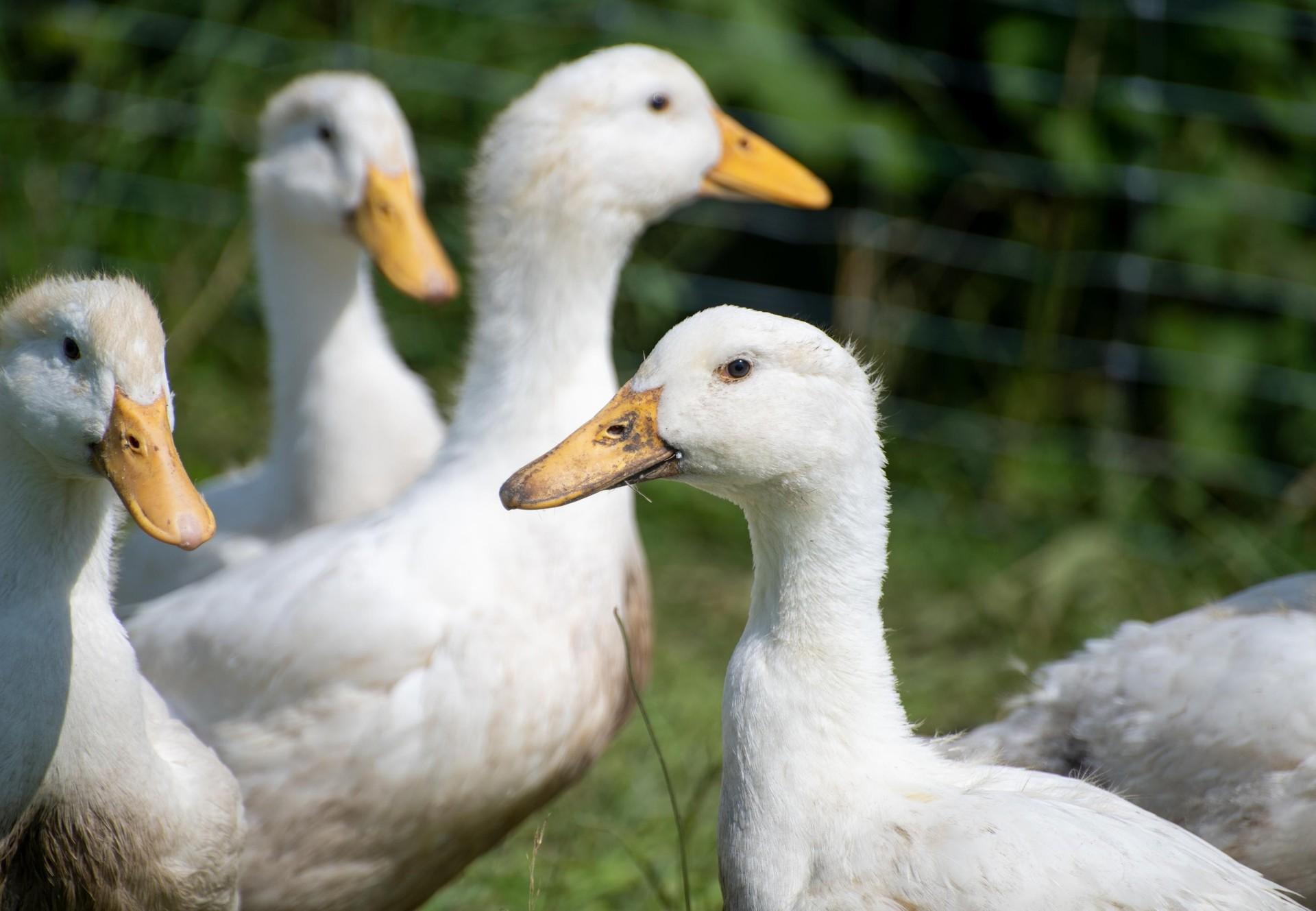 12-facts-about-ducks