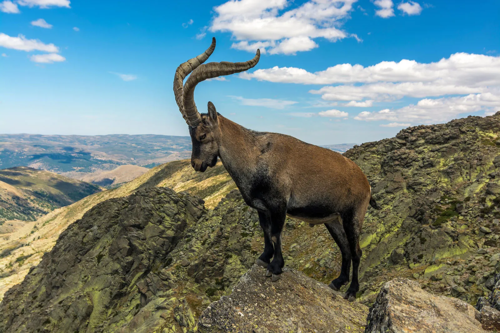 12-facts-about-ibex