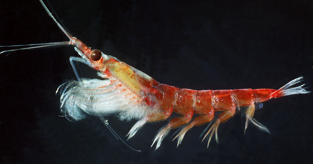 12-facts-about-krill
