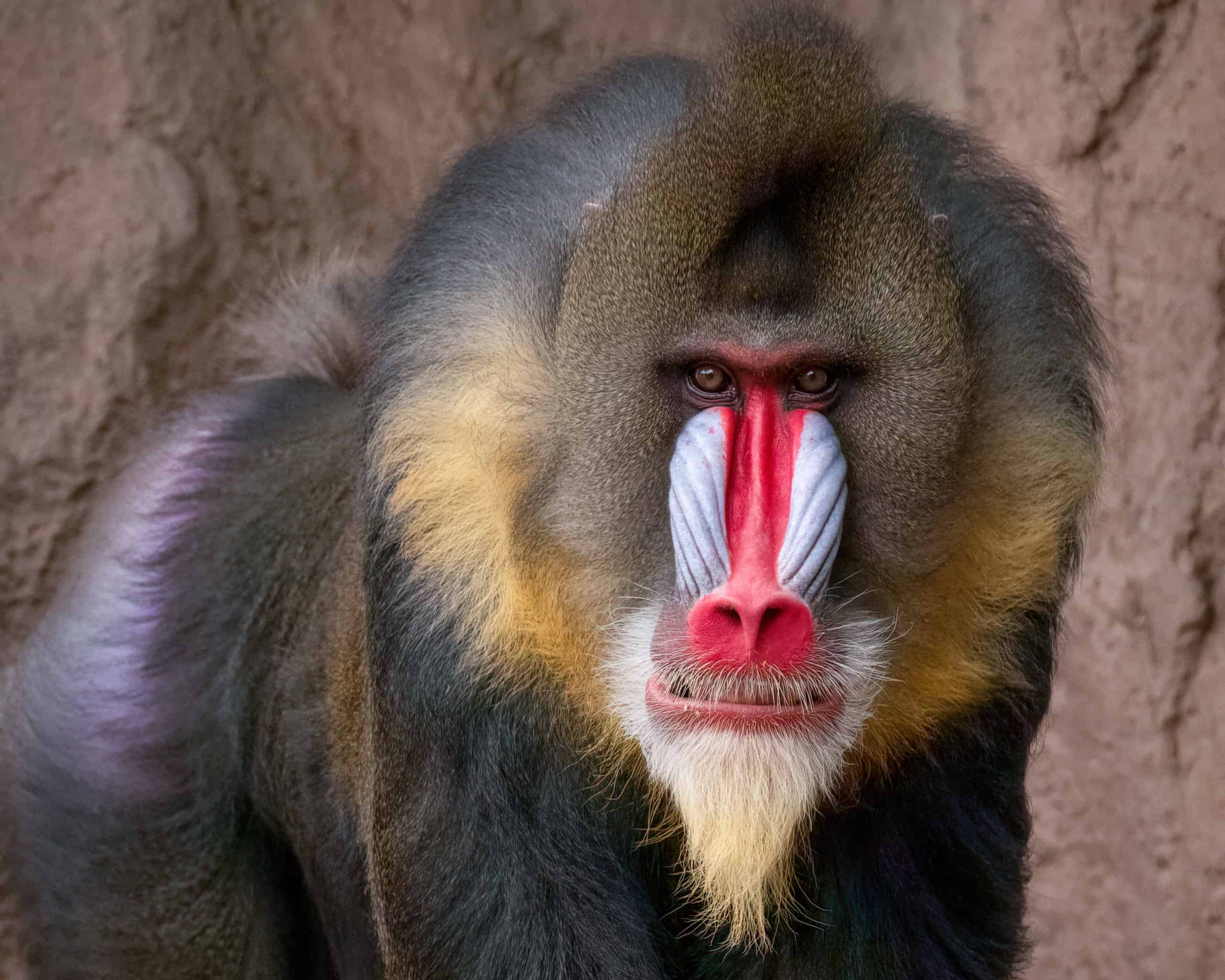 12-facts-about-mandrill