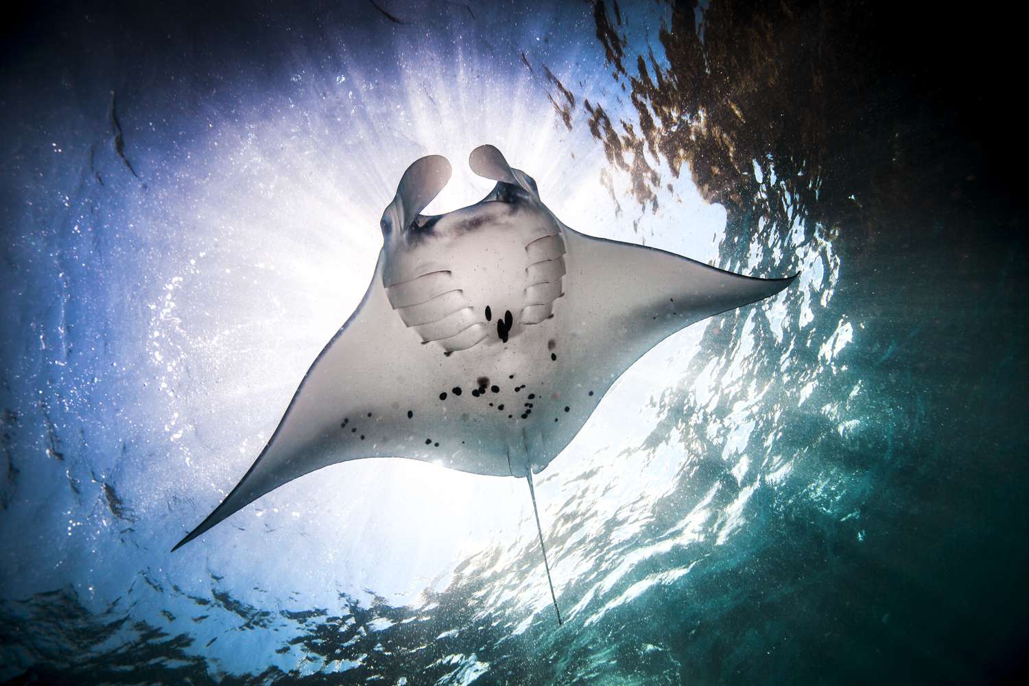 12-facts-about-manta-ray