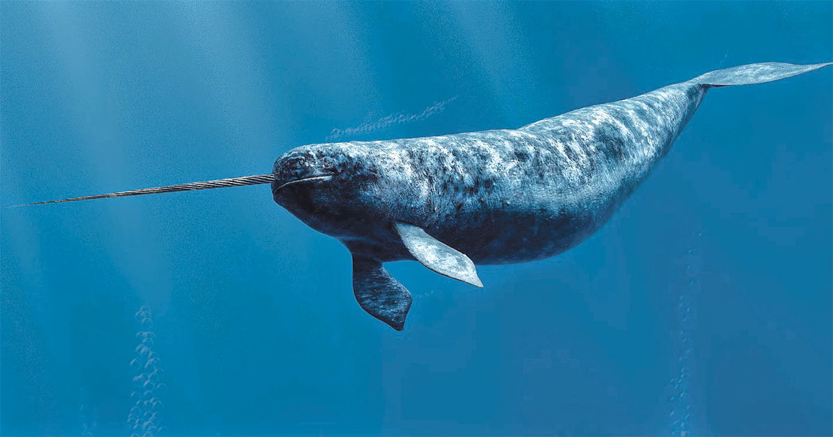 12-facts-about-narwhals