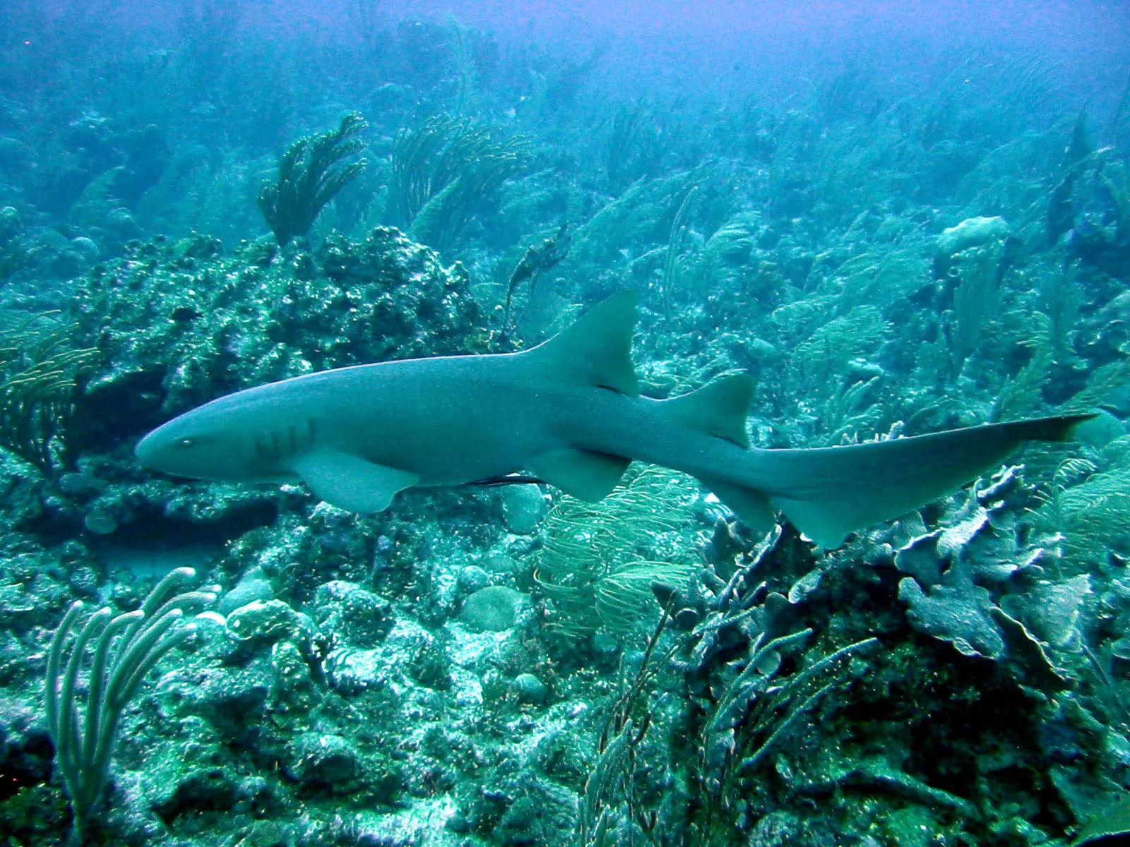12-facts-about-nurse-shark