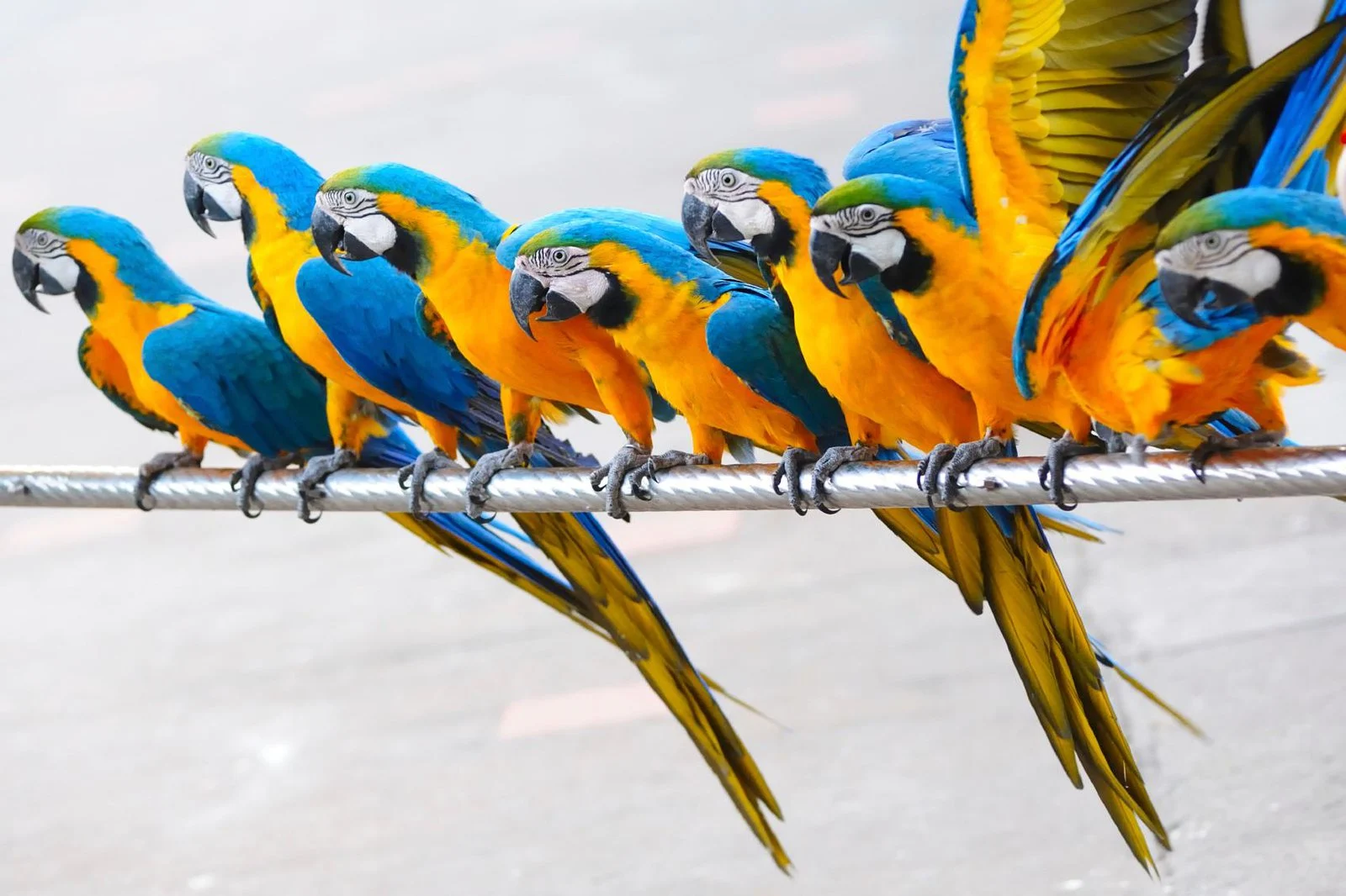 12-facts-about-parrots
