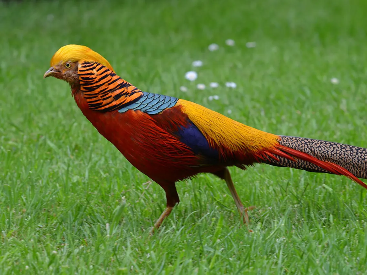 12-facts-about-pheasant