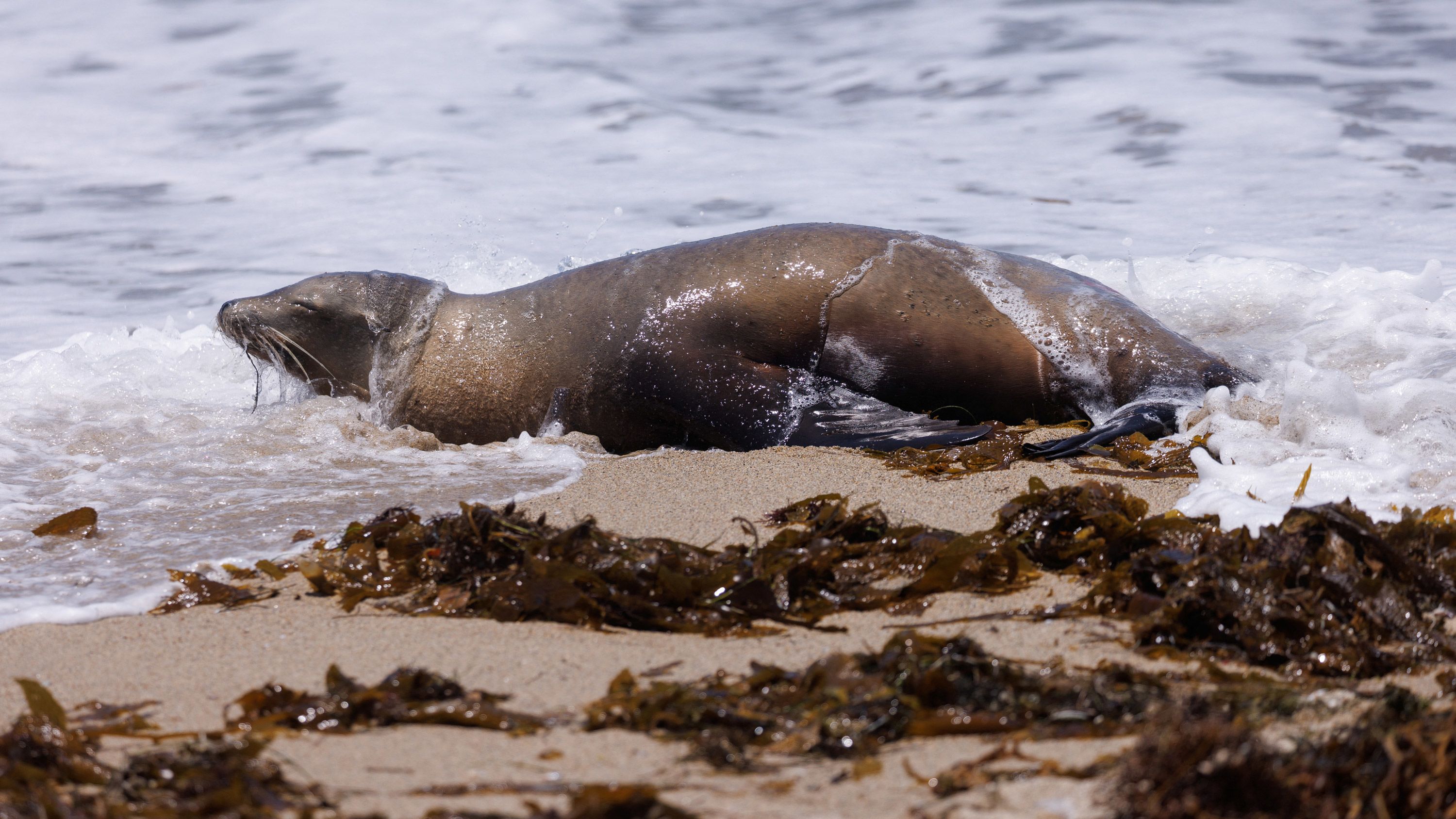 sea lion predators