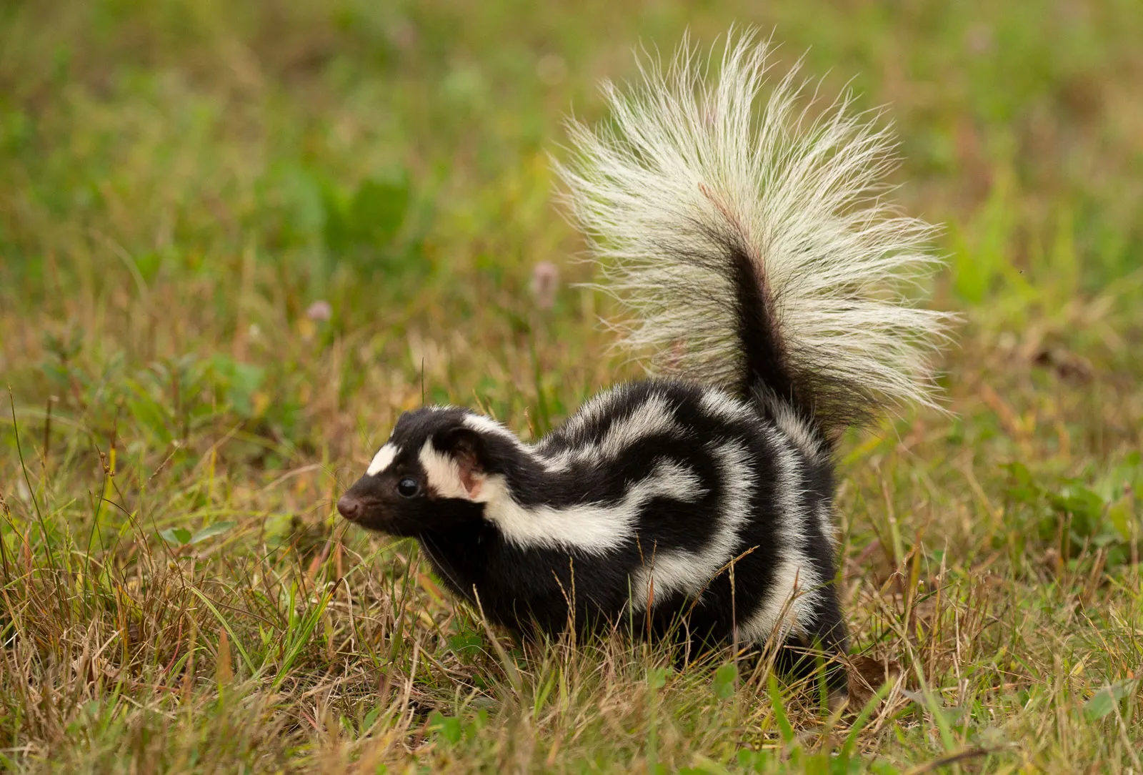 12-facts-about-skunk